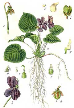 Ботаническа илюстрация на горска теменуга (Viola odorata)